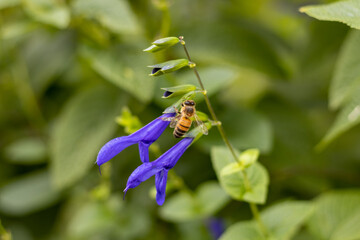 Bee on blue salvia guaranitica (hummingbird sage) flowers