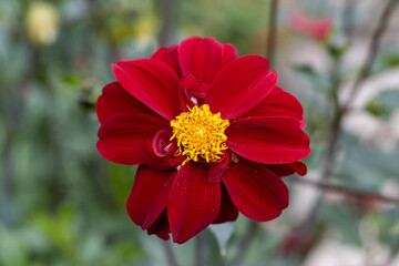 Dark red dahlia flower in a garden close up