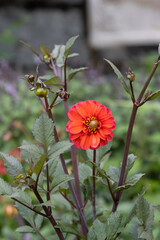 Red dahlia flower blooming in a garden