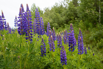 Lupine flowers close up. Flower field with purple flowers