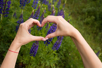 A woman makes a heart shape with her hands on the background of a field with flowers. Lupine flowers close up