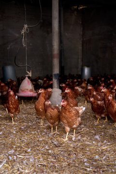 Multitude of chicken in free range modern farm