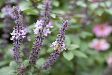 Obraz premium African Blue Basil flowers and a bee in a garden