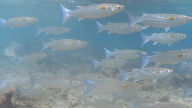School of fringelip mullet fishes swimming in the sea