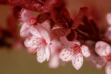 Japońskie wiśnie kwitnące. Wiosenne ogrody z kwitnącymi drzewami. Różowe kwiaty wiśni....