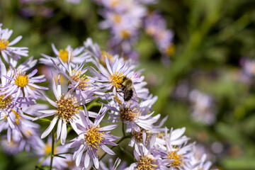 Obraz premium Light purple aster flowers and a bee