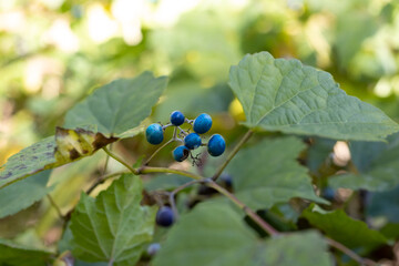 Amur peppervine (porcelain-berry) in fall forest