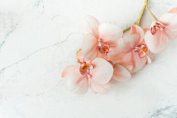 Making edible orchid sugar flowers with powdered dyes on the white marble background. Macro shot. Flat lay