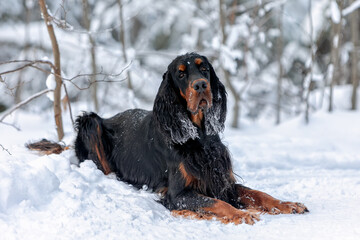Dog breed Scottish setter - gordon lies on the snow in the winter forest