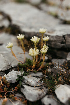 Wild yellow flower