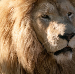 White lion face portrait, close-up in sunlight with blurred background. Wild animals, big cat profile