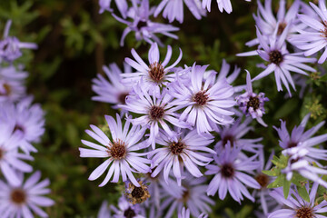 Purple aromatic aster flowers in the rain