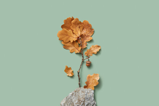 Autumn oak branch behind natural stone.