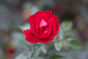 Single red rose with raindrops