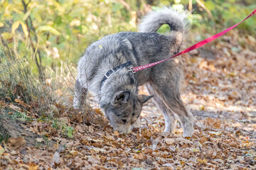 Walking a husky breed dog with red lead in autumn city park. Playful animals outdoors