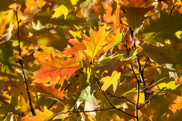 Autumn bright yellow leaves on oak tree branches close-up with blurred background, nature details