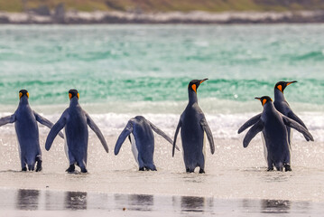 Volunteer Point, Falkland Islands, UK