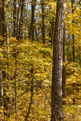 Tall trees with yellow vivid leaves, forest in autumn, sunny nature patterns background