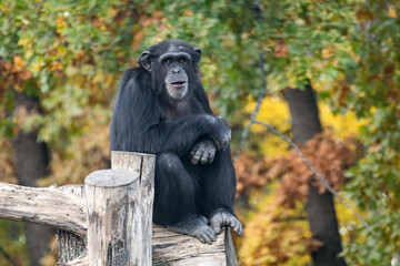 Chimpanzee sitting, looking forward with interest on wooden trunk in aviary with autumn trees blurred background