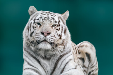 Fototapeta na wymiar White tiger with black stripes powerful pose portrait. Close-up view with green blurred background. Wild animals in zoo, big cat