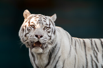 Fototapeta na wymiar White tiger with black stripes roars portrait. Close-up view with dark blurred background. Wild animals, big cat