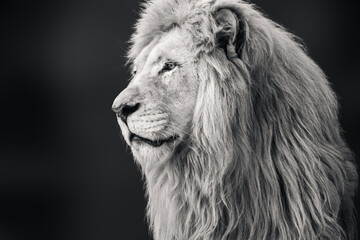 Black and white lion portrait, looking left close-up with dark blurred background. Wild animals, big cat profile