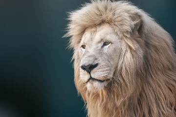 White lion portrait, looking left close-up with blurred background. Wild animals, big cat profile