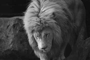 Lion climbing rock and wood trunk in black and white with dark blurred background. Wild animals
