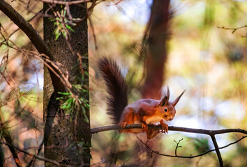 Eurasian red squirrel(Sciurus vulgaris)sits on tree branch.Funny flaffy squirrel sits on a tree branch.Beautiful background with bokeh.Beautiful yellow green spring colors on a background.Spring time