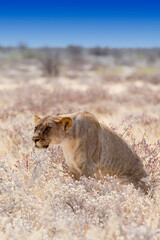 Photo of a female lion