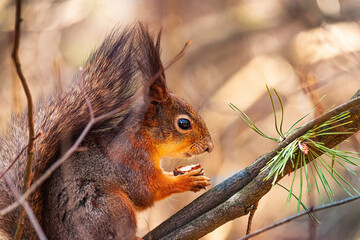 Eurasian red squirrel (Sciurus vulgaris) sits with walnut on a tree branch, holds walnut in a paw with claws. Spring in Eastern Europe, Riga, Latvia. Close up squirrel eat a nut on a tree branch.