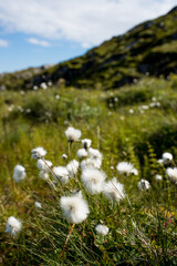 Cotton grass in a mountain valley. Norway. Northern nature