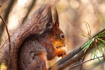 (Sciurus vulgaris) eurasian red squirrel sits with walnut on a tree branch, holds walnut in a paw with claws and eat.Spring in Eastern Europe, Riga, Latvia.Close up squirrel eat a nut on a tree branch