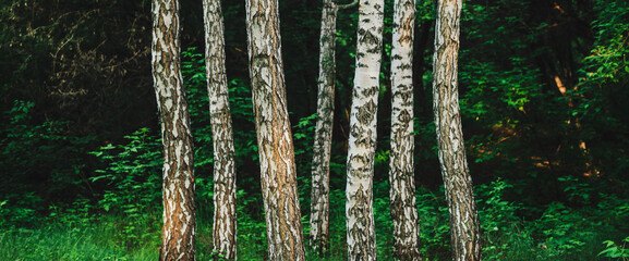 Several parallel birch trees grow on dark forest background. Row from birch trunks among rich...