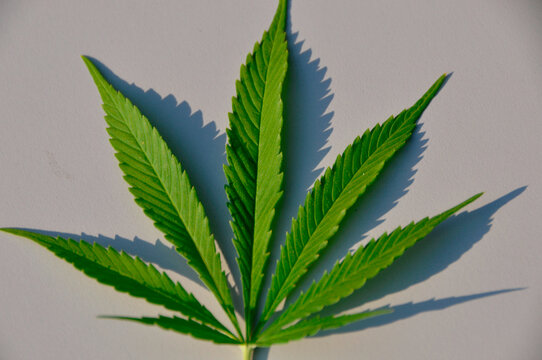Marihuanna: Swiss Hemp leaf