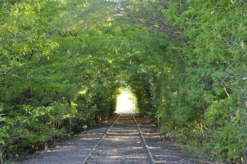 Vías entre tunel de árboles.