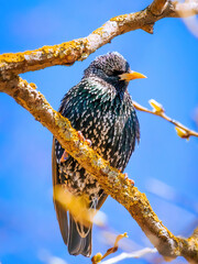 A beautiful starling sits on a tree branch on a blue sky background. A beautiful, iridescent plumage is clearly visible. Migration season. Starlings flew to Eastern Europe. Beautiful spring in Latvia