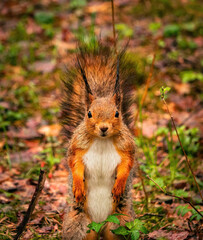Cute and funny fluffy squirrel stands and look straight into the camera. Cute eurasian red squirrel (Sciurus vulgaris) stands still on a ground with green leaves.Spring in Eastern Europe, Riga, Latvia