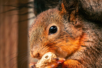 (Sciurus vulgaris) eurasian red squirrel sits with nut on a tree branch, holds nut in a paw with claws. Close up squirrel eat a nut on a tree branch. Spring in Eastern Europe, Riga, Latvia.