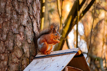Eurasian red squirrel (Sciurus vulgaris) sits with nut on the roof of the feeder and holds and eat a nut. Squirrel eat a nut on a feeder roof. Spring in Eastern Europe, Riga, Latvia.