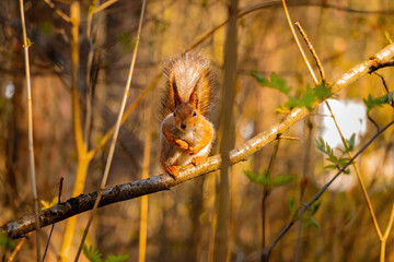 Cute and funny fluffy squirrel sits and look straight into the camera.Cute eurasian red squirrel (Sciurus vulgaris) sits on a tree branch with green leaves.Green spring in Eastern Europe, Riga, Latvia