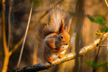 Cute eurasian red squirrel (Sciurus vulgaris) sits on a tree branch with green leaves. Cute and funny fluffy squirrel sits and look straight into the camera. Spring in Eastern Europe, Riga, Latvia