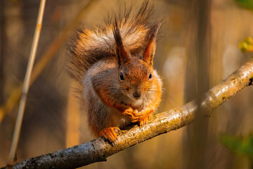 Cute and funny fluffy squirrel sits and look straight into the camera. Cute eurasian red squirrel (Sciurus vulgaris) sits on a tree branch. Warm green spring in Eastern Europe, Riga, Latvia