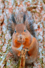 Eurasian red squirrel (Sciurus vulgaris) sits with walnut on a tree branch, holds nut in a paw with claws. Winter in Eastern Europe, Riga, Latvia. Close up squirrel eat a nut on a tree branch.