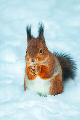 Eurasian red squirrel (Sciurus vulgaris) sits with walnut on a snow , holds nut and looks straight into the camera. Squirrel eat a nut on a snow. Snowy winter in Eastern Europe, Riga, Latvia.