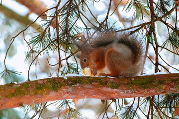 WInter in Eastern Europe,Riga,Latvia.Funny eurasian red squirrel(Sciurus vulgaris)sits with apple on a tree branch,holds apple in paws with claws.Cute squirrel eat an apple.Background photo with bokeh