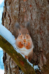Eurasian red squirrel(Sciurus vulgaris)sits with walnut on a snowy tree branch,holds walnut and looks straight into the camera.Winter in Eastern Europe,Latvia. Squirrel eat a walnut on a tree branch