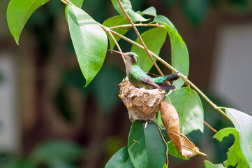 Colibrí en nido © JoseLuis