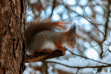 Cute eurasian red squirrel (Sciurus vulgaris) sits on a tree branch near snowy branches. Cute and funny fluffy squirrel sits and look straight into the camera. Winter in Eastern Europe, Riga, Latvia