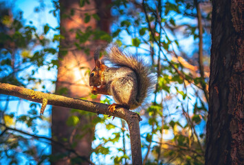 Eurasian red squirrel (Sciurus vulgaris) sits with nut on a tree branch, holds nut in a paw and eat. Beautiful blue sky. Spring in Eastern Europe, Riga, Latvia. Squirrel eat a nut on a tree branch.
